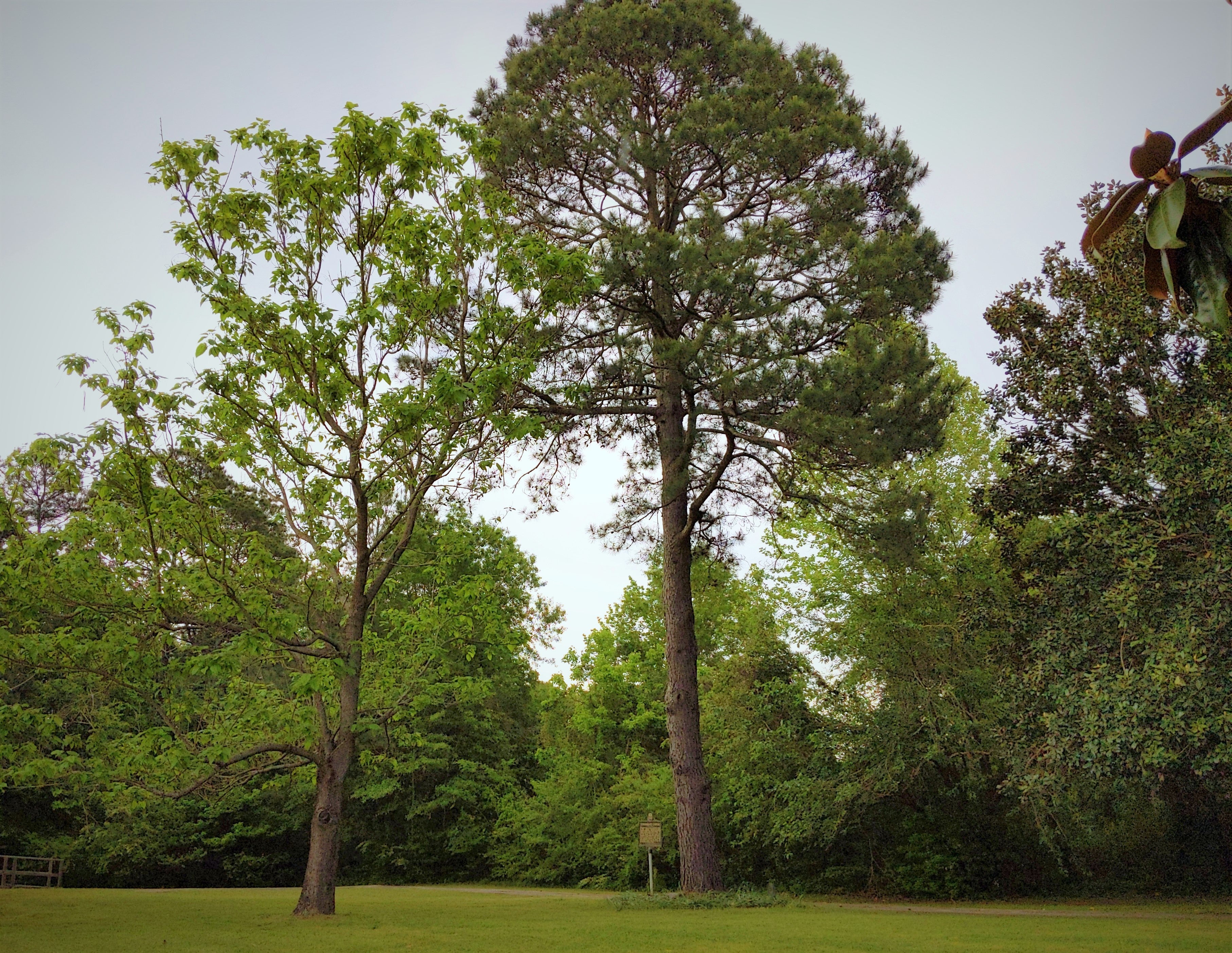 Photo Essay Branches in Time Arkansas State Parks